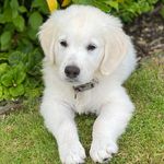 Sammy - @sammy_the_white_retriever - Instagram