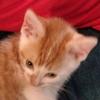 Sam Lowe - @sam.lowe2 - TikTok