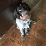 Brass Monkey and Sam Wolf - @brass_monkey_and__sammy_woof - Instagram