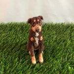 Sammy Morris - @feltedpet - Instagram