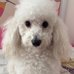 Sammy, Moss y Luna - @mipilita - Instagram