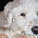 Sammy&Murray - @sammyandmurraydoodle - Instagram