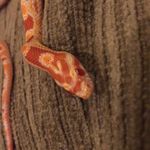 Sammy Olsen - @sammy_the_slithering_snake - Instagram