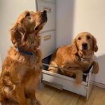 Sammy Olsen - @sammyolsenthegolden - Instagram