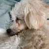 sammy_olson - @sammy_olson - TikTok