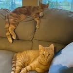 Sammy Sweet Potato and Axle Apricot Olson - @orange_outlaws1823 - Instagram