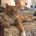 Sam.i.Am 😻 - @sammyorangetuxedo - Instagram