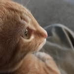 Sammy - @orangecatsammy - Instagram