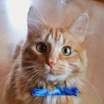 Sammy - @orangekitty.sammy - Instagram