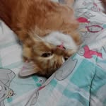 Sammy sam is a orange cat... - @sammy_sam5678 - Instagram
