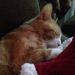 Sammy - @sammy_the_orange_cat - Instagram