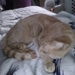 @sammy_the.orange.cat - Instagram