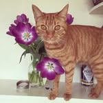 Sammy The Orange Cat - @sammytheorangecat - Instagram
