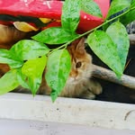 Sammy The Orange Cat - @my.bul - Instagram