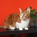 茶トラ猫のサミー😺　Sammy the orange cat🇨🇦 - @sammythesandwich_0321 - Instagram