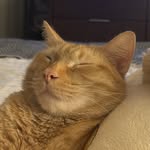 sammy_theorangecat - @sammy_theorangecat - Instagram