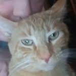 Samuel Gerhard Leopold Ruckus - @sammyorangetabby - Instagram