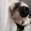 Hey - @sammy.piccolo - TikTok