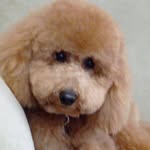 sammy - @sammypiccolo_poodle - Instagram