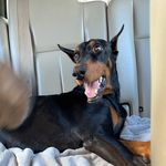 Sammy Potter - @dogmama_1620 - Instagram