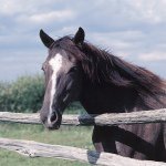 Country Girl & Horse Lover - @sammysabatosgmailcom - Instagram