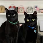 𝗦𝗮𝗹𝗲𝗺 & 𝗦𝗮𝗺𝗺𝘆 - @salemandsammy - Instagram