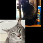 Salem and Sammy - @sammy.salem_coolcatclub - Instagram