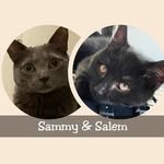 Sammy 🐈‍⬛ Salem - @sammy.and.salem - Instagram