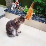 Sammy e salém - @sammy_e_salem - Instagram