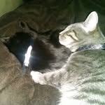 Sammy, Salem, and Samson - @sammysalemsamson - Instagram