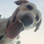 Sammy Shaffer - @sammy_the_goodboy - Instagram