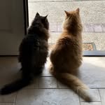 sammy 🦁& stuart 🐾 - @sammy.samster - Instagram