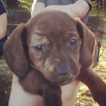 sammy sutton - @sammy_thedachsund123 - Instagram
