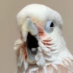 Sam the Goffin - @sammythreetoes - Instagram