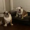 Thurman+Sam: Eng. bulldog bros - @thurman_and_sammy - TikTok