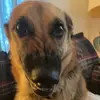 Sammy Tull - @sammy_thedogg - TikTok