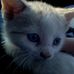 Sammie Venable - Facebook
