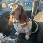 Sammy Warren - @rescuemomma86 - Instagram