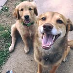 Sammy & Shiloh Weaver - @thegoodestpupz - Instagram