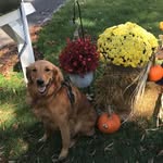 Sammy Weaver - @sammy_thegoldenr - Instagram