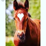 sammy weber - @hr__art_and_horses - Instagram