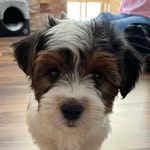 Sammy Weber - @sammyweberyorkie - Instagram