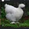 sammy_weeks123 - @sammy_weeks123 - TikTok