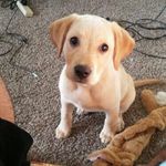 Samantha Whitehead - @sammy_the_perfectlab - Instagram
