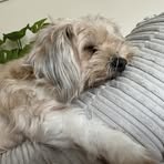 Samantha Whiting - Facebook