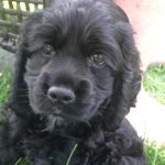 Sammy Woods - @samthecockerspaniel - Instagram