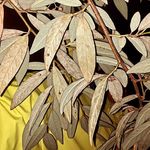 Vaste fumisterie - @samsonbecker - Instagram