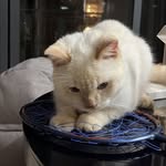 samson - @samsonchuayy - Instagram