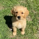 ♕ Samson Gray ♕ - @samsongray_thegolden - Instagram