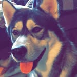 Samson Gray - @samson.thehusky - Instagram